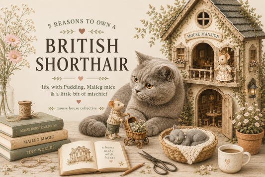 Meet Our Mouse House Cat: Why We Love British Shorthairs